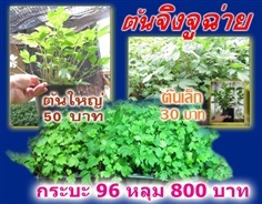 ต้นจิงจูฉ่าย ใบสด/แห้ง เกาเหลาเซี่ยงจี๊ | ต้นรักษ์ ขอนแก่น -  ขอนแก่น