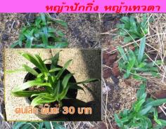 หญ้าปักกิ่ง (หญ้าเทวดา หรือ เล่งจือเช้า) | ต้นรักษ์ ขอนแก่น -  ขอนแก่น