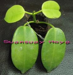 Hoya ariadna โฮยา เอเรียดนา โฮยา ดาวส้ม | suansuayhoya - โพธาราม ราชบุรี