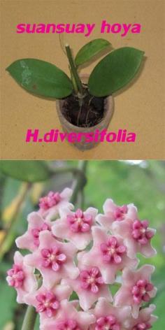 Hoya diversifolia โฮย่าไดเวอร์ซิโฟเรีย