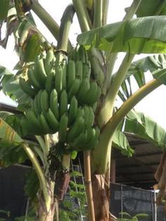 กล้วยหอมทอง | สวนคุณจิ๋ม - สามพราน นครปฐม