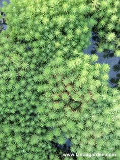 water plants japan