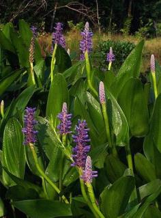 PONTEDERIA CORDATA  pickerel  weed