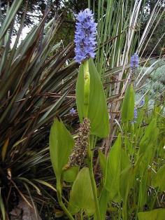 Pontederia_cordatblue