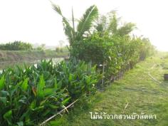 water plants @ her farms