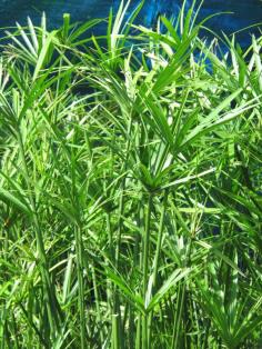 กกร่ม Cyperus involucratus Roxb | laddagarden - ลาดหลุมแก้ว ปทุมธานี