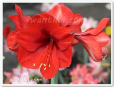 ขายว่านสี่ทิศ Amaryllis