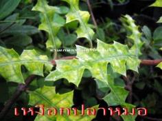 เหงือกปลาหมอ(แก้โรคผิวหนังได้ทุกชนิด) | สวนเกษตรอินทรีย์ - พนัสนิคม ชลบุรี