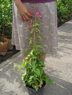 พวงชมพู ไม้เลื้อยน่าปลูก | สวนในฝัน - เมืองเชียงใหม่ เชียงใหม่