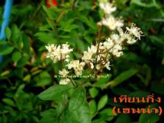 เทียนกิ่ง/เฮนน่า(สมุนไพรย้อมผม) | สวนเกษตรอินทรีย์ - พนัสนิคม ชลบุรี