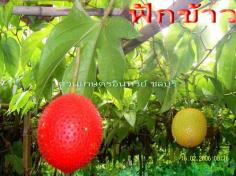  ฟักข้าว(ชะลอความแก่) | สวนเกษตรอินทรีย์ - พนัสนิคม ชลบุรี