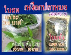 เหงือกปลาหมอ (ใบสด 200 บาท/กก.) | ต้นรักษ์ ขอนแก่น -  ขอนแก่น