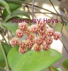 Hoya andalensis โฮยา แอนดาเลนซีส