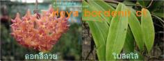 Hoya bordenii cf. โฮยา บอดีนิไอ ซีเอฟ