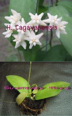 Hoya cagayanensis โฮยา กากายานเนนซีส
