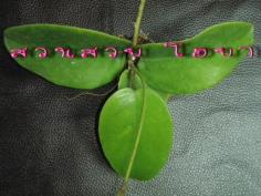 Hoya cardiophylla โฮยา คาร์ดิโอไฟล่า