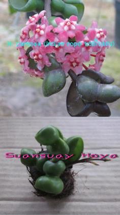 Hoya carnosa (Indian rope ยอดใบแดง) | suansuayhoya - โพธาราม ราชบุรี