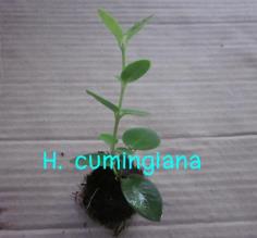 Hoya cumingiana โฮยา คัมมิ่งเจียน่า