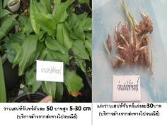 ว่านเสน่ห์จันทร์ (บริการส่งทางไปรษณี