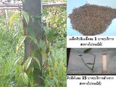 เมล็ดดีปลี(สำหรับเพาะพันธุ์) | D&T Garden - เมืองปราจีนบุรี ปราจีนบุรี