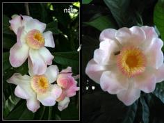 บัวสวรรค์