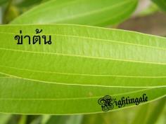 ข่าต้น