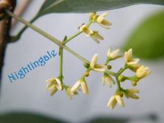ปริศนา