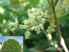ฝนแสนห่าหรือฝนเสน่หา