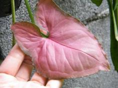 ออมนาก
