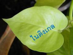 พลูราชินีสีทอง