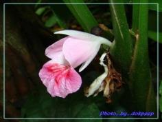 กระชาย