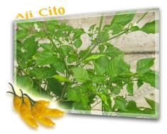 Aji cito pepper | 28Shopศูนย์รวมพันธุ์ไม้นานาชนิด - เมืองฉะเชิงเทรา ฉะเชิงเทรา