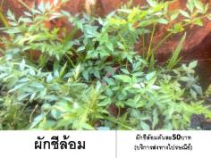 ผักชีล้อม(บริการส่งทางไปรษณีย์) | D&T Garden - เมืองปราจีนบุรี ปราจีนบุรี