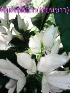 สังกรณีดอกขาว (เทียนขาว) | สวนเกษตรอินทรีย์ - พนัสนิคม ชลบุรี