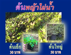 หญ้าไผ่น้ำ (จุ้ยเต็กเฉ้า) ต้น 30/50 บ.