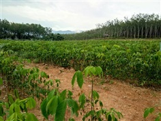 กล้ายางพารา RRIM3001 ยางชำถุง ยางตาเขียว | สวนไผ่บงหวานคุณราตรี - สังคม หนองคาย