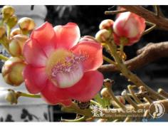 สาละลังกา