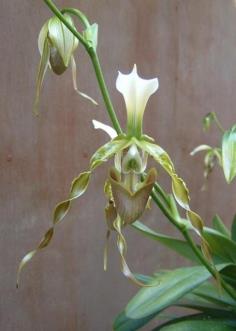 รองเท้านารีเดรนทั่ม Paph.dianthum