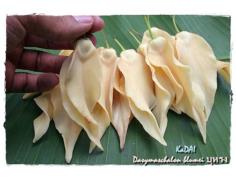 บุหรง