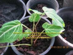 กวักโพธิ์เงิน Caladium "Changiuer" 