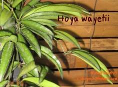 Hoya wayetii โฮยา เวยะติอาย ไม้นิ้ว
