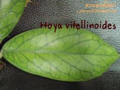 Hoya vitellinoides  โฮยา ไม้นิ้ว