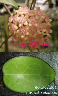 Hoya vitellina  โฮยา วิทเทลลิน่า ไม้นิ้ว
