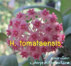 Hoya tomataensis โฮยา โทมาทาเอ็นซิส ไม้นิ้ว