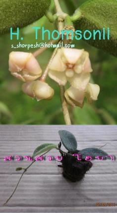 Hoya Thomsonii  โฮยา ทอมโซนิอาย ไม้นิ้ว