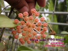 Hoya suda IPPS 81079  โฮยา สุดา ไม้นิ้ว