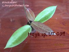 Hoya sp. UT 039 โฮยา เอสพี ยูที 039 ไม้นิ้ว
