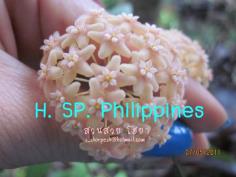 Hoya SP. Philippines ไม้นิ้ว