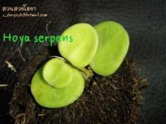 Hoya serpens ไม้นิ้ว