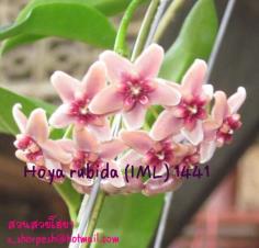 Hoya rubida (IML) 1441 ไม้นิ้ว